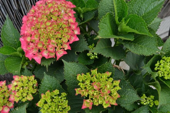 Terrace Hydrangea Blooms