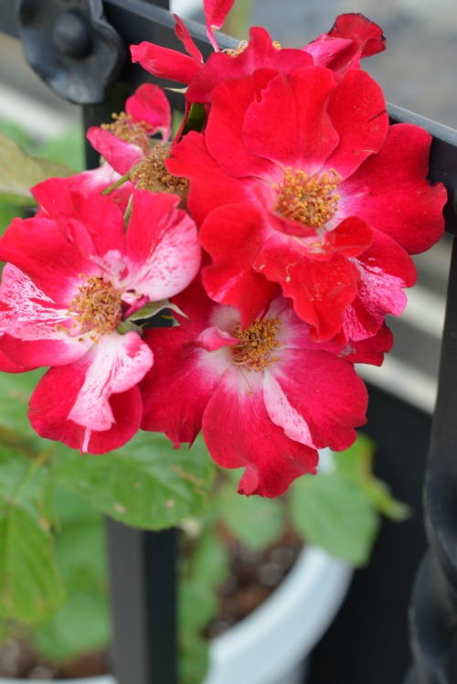 Terrace Climbing Roses in bloom