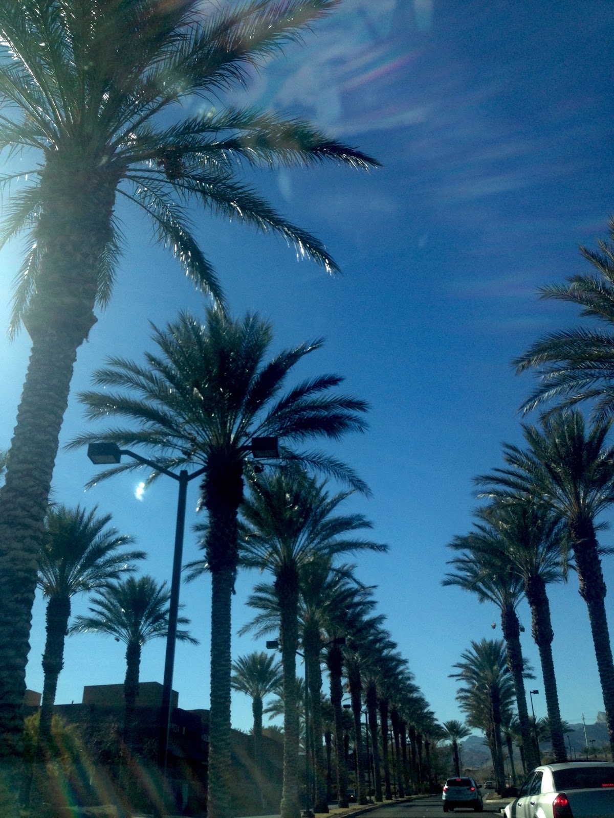 Las Vegas Summerlin Majestic Palm Trees in the desert
