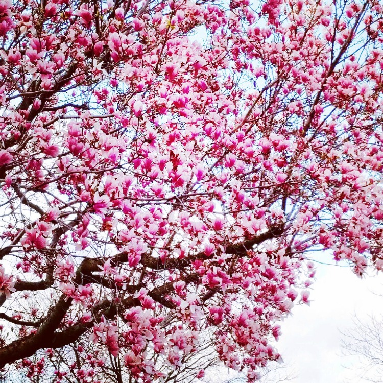 Blooming Cherry Blossom Trees in Springtime in New York City 