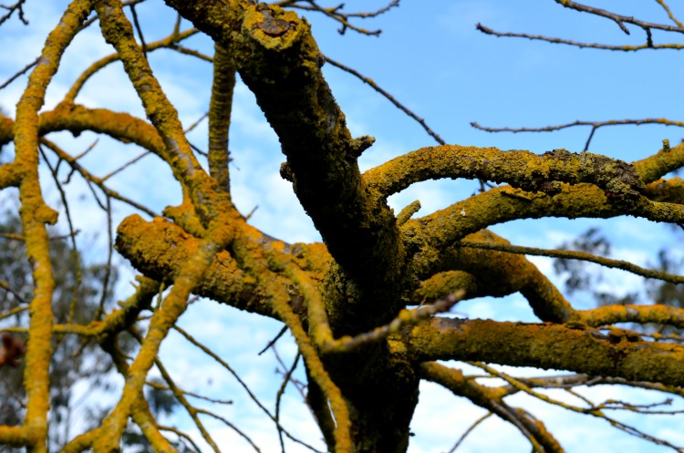 San Francisco Parks & Recreation Colorful Artsy Trees 