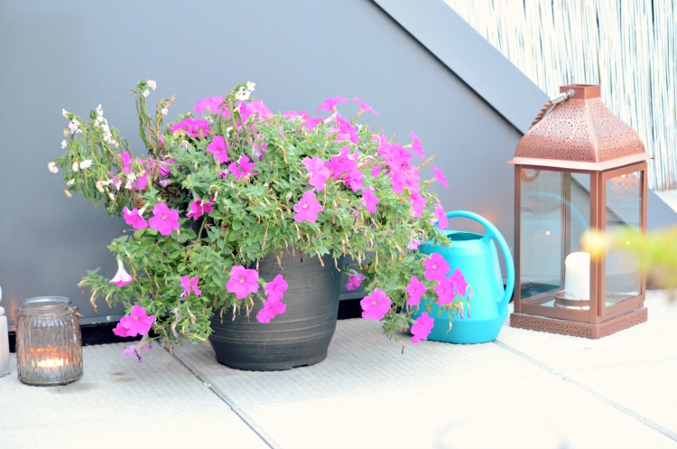 Penthouse Terrace Oasis Watering Can + 10 Best Container Plants For Rooftop Gardening