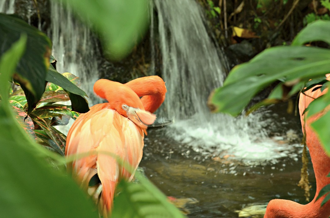 Butchart Gardens Victoria Island British Columbia Flamingos