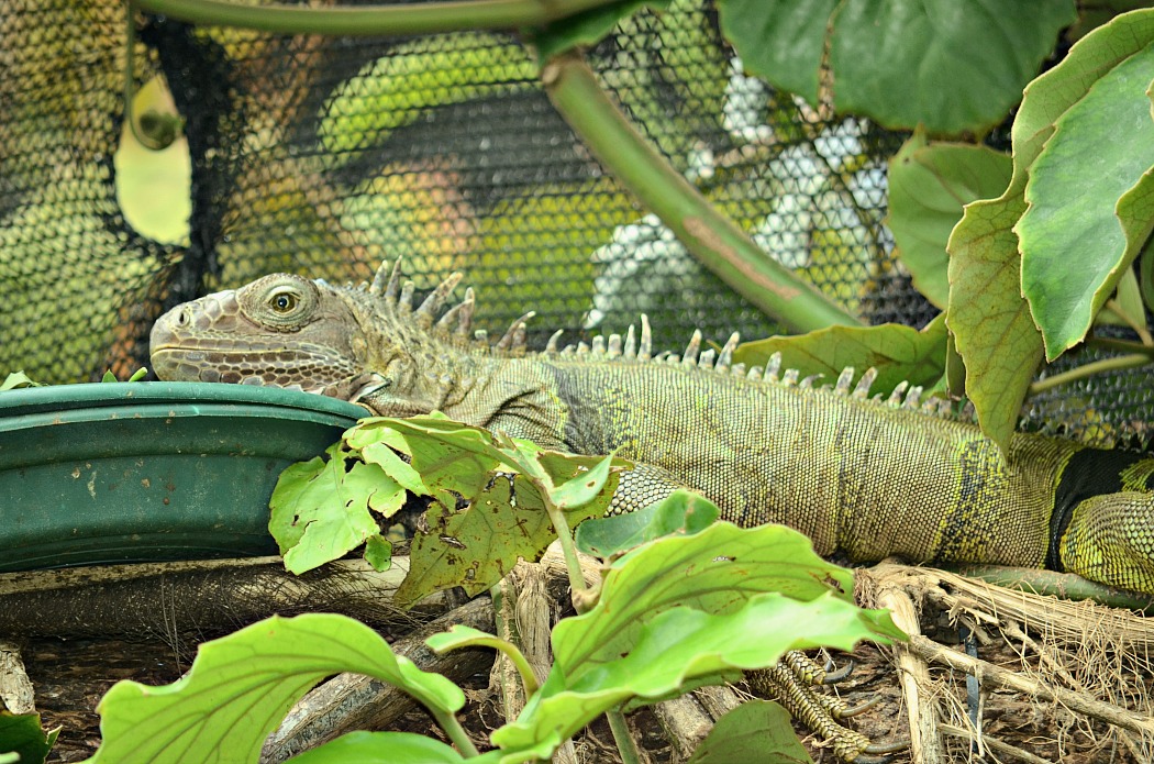 Butchart Gardens Victoria Island British Columbia_Iguana