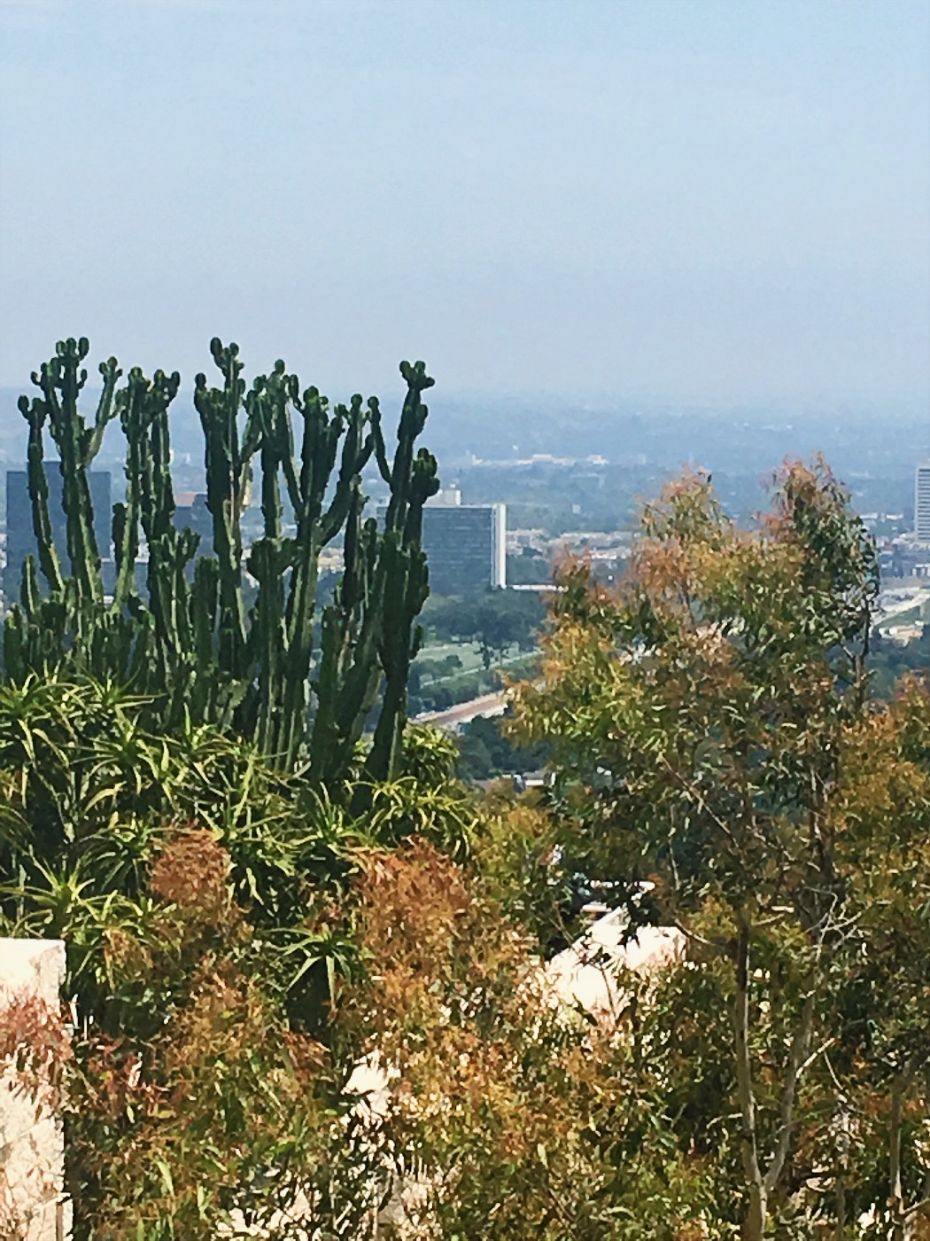 Brentwood Getty Museum LA View_Cacti_Cactus